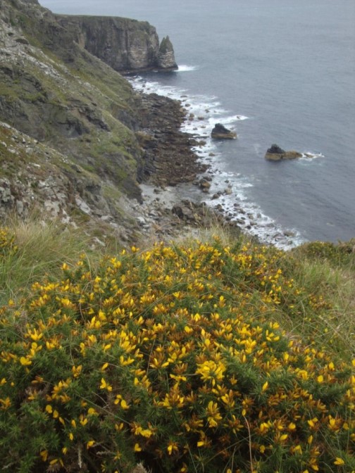 Foto: Wolfgang Dröthandl / Wandertour / Raad Ny Foillan: Von Cregneash zum Calf of Man / Blick zurück auf Bay Stacka / 04.12.2017 15:32:55