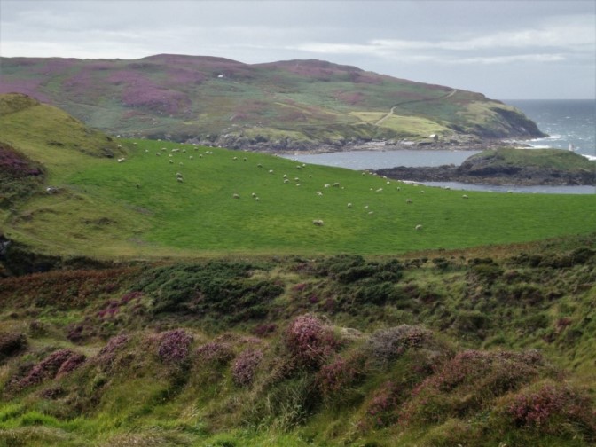 Foto: Wolfgang Dröthandl / Wandertour / Raad Ny Foillan: Von Cregneash zum Calf of Man / Schafe wie Reiskörner... Der Weg führt am Rand dieser Schafweide links entlang / 04.12.2017 15:28:01