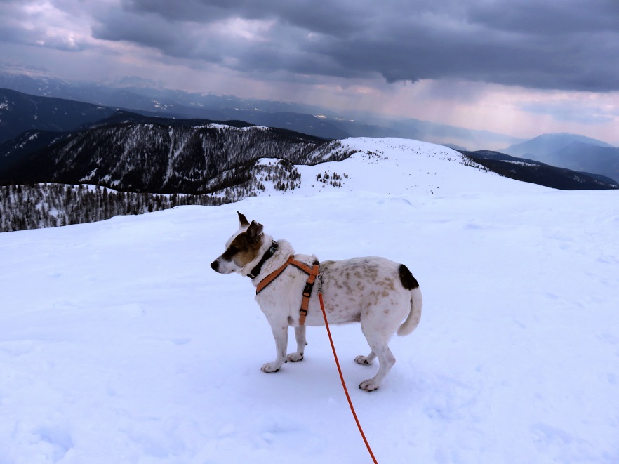 Foto: Andreas Koller / Schneeschuhtour / Panoramaschneeschuhtour Karköfel (2115m) / 06.05.2018 20:50:38