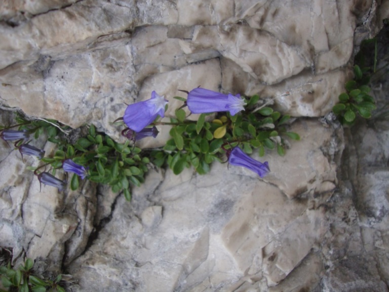 Foto: Wolfgang Dröthandl / Wandertour / Rifugio Corsi von Sella Nevea / Endemit der Südalpen: Zois - Glockenblume / 14.07.2018 20:19:15