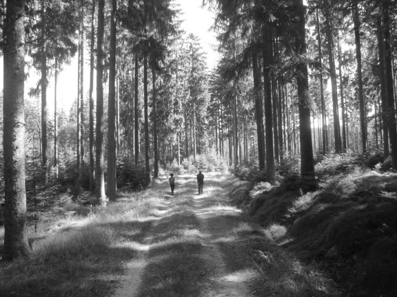 Foto: Wolfgang Dröthandl / Wandertour / Nebelstein - Panoramaweg / Nordwald / 02.10.2018 10:21:02