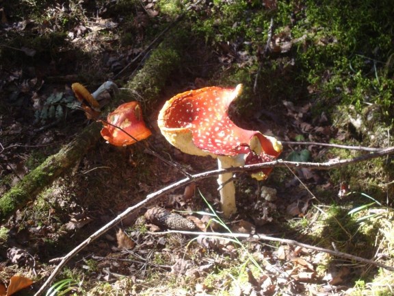 Foto: Wolfgang Dröthandl / Wandertour / Nebelstein - Panoramaweg / 02.10.2018 10:12:52