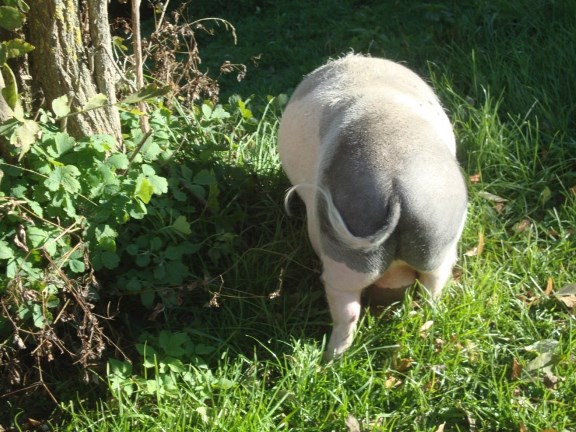 Foto: Wolfgang Dröthandl / Wandertour / Nebelstein - Panoramaweg / Schwein gehabt... / 02.10.2018 10:09:54