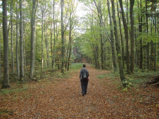 Foto: Wolfgang Dröthandl / Wandertour / Jochgrabenberg und Kaiserbrunnberg / Aufstieg auf den Kaiserbrunnberg auf einem Reitweg (rechts am Baum Hufeisenmarkierung) / 22.10.2018 15:07:39