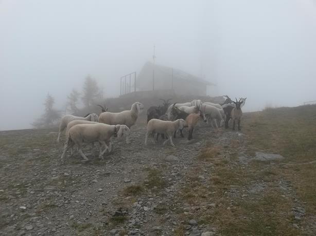 Foto: Wolfgang Lauschensky / Wandertour / Fravort über Monte Panarotta / Gipfelbewohner vor den Sendeanlagen / 29.10.2018 22:47:49