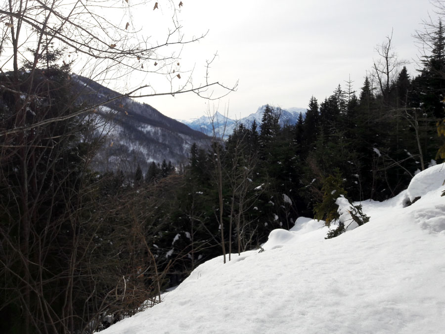 Foto: Rupert Gredler / Skitour / Heuberg von Guggenthal / Auf dem Forstweg nach Westen / 10.02.2019 18:16:13