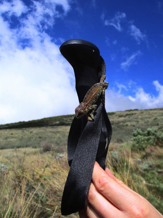 Foto: Andreas Koller / Wandertour / Climb and run: Kilimanjaro (5895m) / Ein Mitreisender / 14.04.2019 00:45:40
