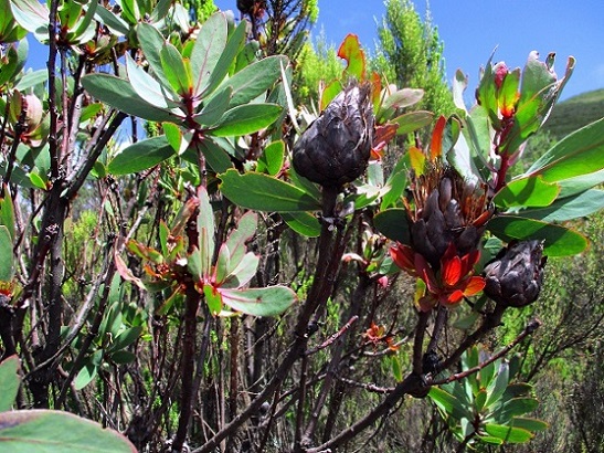 Foto: Andreas Koller / Wandertour / Climb and run: Kilimanjaro (5895m) / 14.04.2019 00:45:26