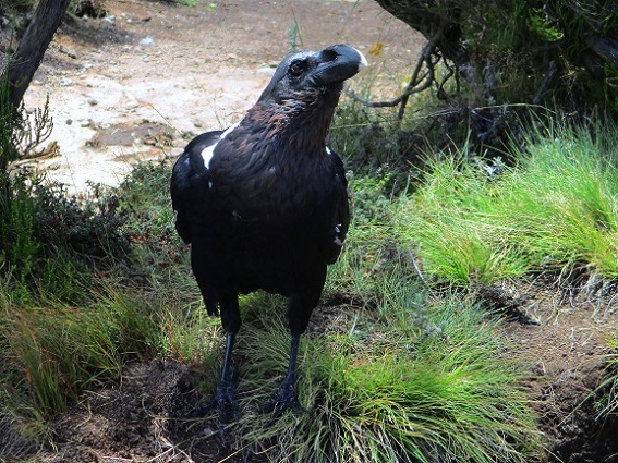 Foto: Andreas Koller / Wandertour / Climb and run: Kilimanjaro (5895m) / Ein neugieriger Gast / 14.04.2019 00:44:57
