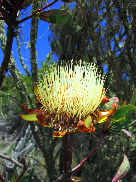 Foto: Andreas Koller / Wandertour / Climb and run: Kilimanjaro (5895m) / 14.04.2019 00:44:41
