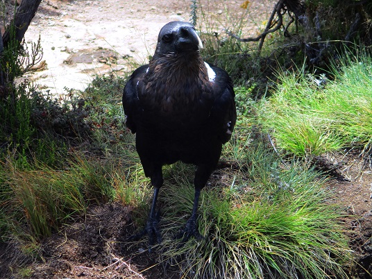 Foto: Andreas Koller / Wandertour / Climb and run: Kilimanjaro (5895m) / 14.04.2019 00:44:33