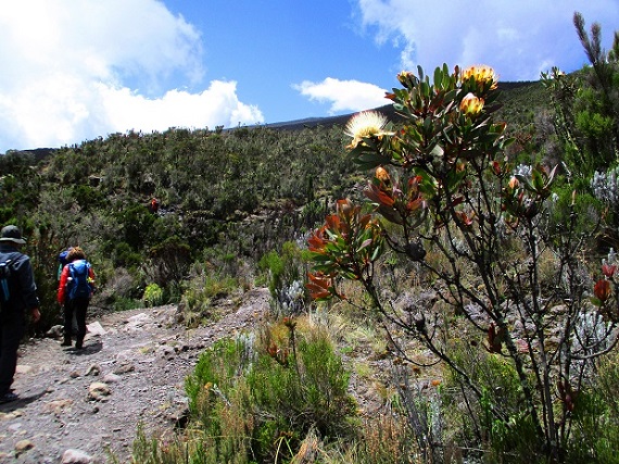 Foto: Andreas Koller / Wandertour / Climb and run: Kilimanjaro (5895m) / 14.04.2019 00:43:57