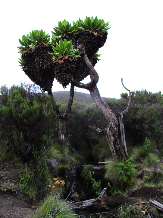 Foto: Andreas Koller / Wandertour / Climb and run: Kilimanjaro (5895m) / 14.04.2019 00:43:48