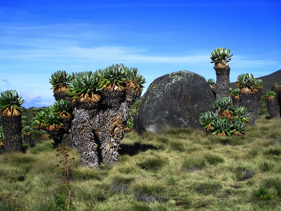 Foto: Andreas Koller / Wandertour / Climb and run: Kilimanjaro (5895m) / 14.04.2019 00:41:12