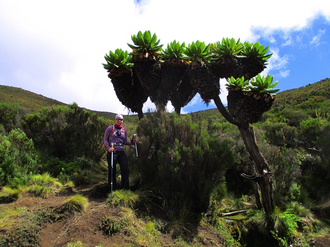 Foto: Andreas Koller / Wandertour / Climb and run: Kilimanjaro (5895m) / 14.04.2019 00:32:40