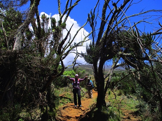 Foto: Andreas Koller / Wandertour / Climb and run: Kilimanjaro (5895m) / 14.04.2019 00:32:31