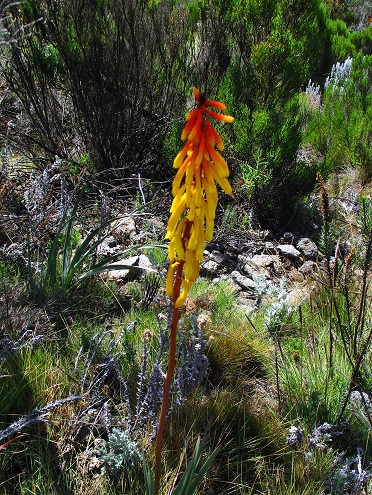 Foto: Andreas Koller / Wandertour / Climb and run: Kilimanjaro (5895m) / 14.04.2019 00:32:21
