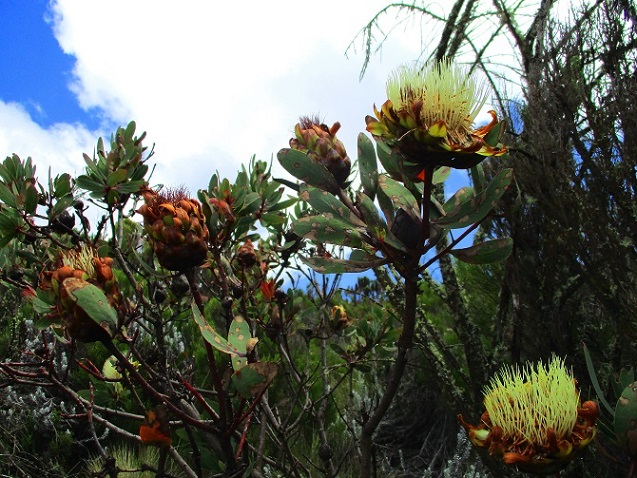 Foto: Andreas Koller / Wandertour / Climb and run: Kilimanjaro (5895m) / 14.04.2019 00:32:04