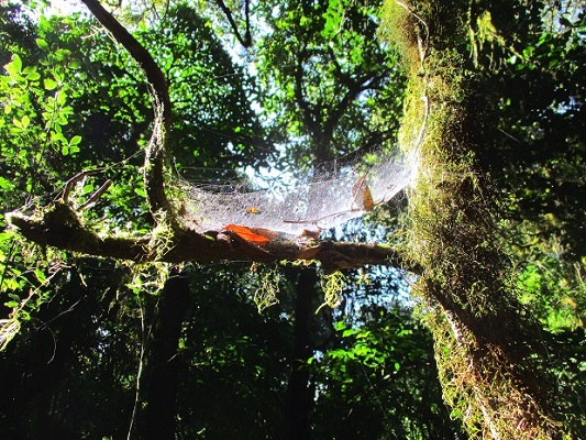 Foto: Andreas Koller / Wandertour / Climb and run: Kilimanjaro (5895m) / 14.04.2019 00:31:13