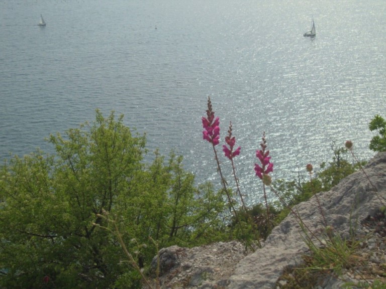 Foto: Wolfgang Dröthandl / Wandertour / Rilkeweg (Sentiero Rilke) von Duino nach Sistiana / 23.04.2019 13:37:02