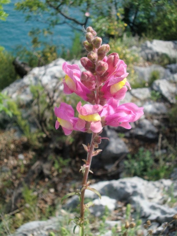 Foto: Wolfgang Dröthandl / Wandertour / Rilkeweg (Sentiero Rilke) von Duino nach Sistiana / Löwenmäulchen - mit Glück kann man auch Eidechsen mit blau - orangem Bauch beobachten / 23.04.2019 13:36:44