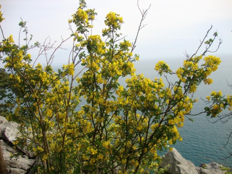 Foto: Wolfgang Dröthandl / Wandertour / Rilkeweg (Sentiero Rilke) von Duino nach Sistiana / Ginsterblüte / 23.04.2019 13:34:06