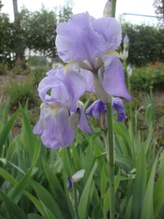 Foto: Wolfgang Dröthandl / Wandertour / Rilkeweg (Sentiero Rilke) von Duino nach Sistiana / Schwertlilienblüte im Frühling / 23.04.2019 13:30:40