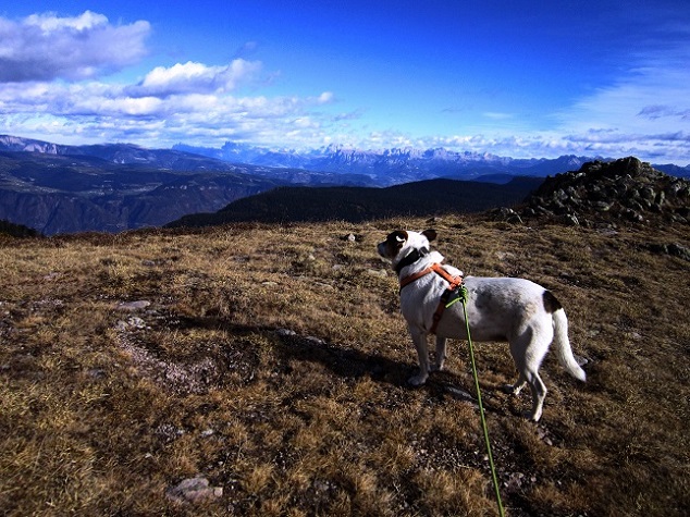 Foto: Andreas Koller / Wandertour / Rundtour Großer Laugen (2434m) / 24.04.2019 23:55:54