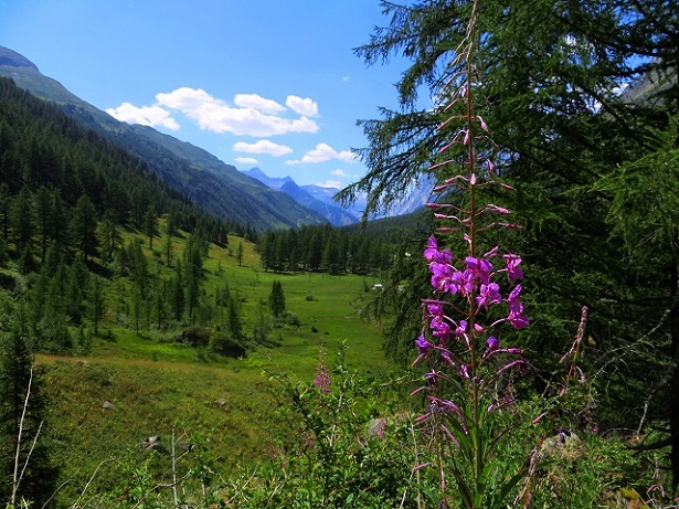 Foto: Andreas Koller / Wandertour / Im Val Ferret zum Rifugio Elena (2061m) / 17.05.2019 02:32:39