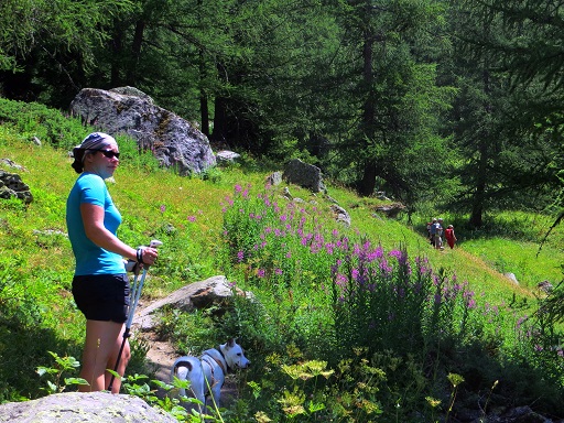 Foto: Andreas Koller / Wandertour / Im Val Ferret zum Rifugio Elena (2061m) / 17.05.2019 02:32:33
