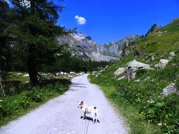 Foto: Andreas Koller / Wandertour / Im Val Ferret zum Rifugio Elena (2061m) / 17.05.2019 02:31:00