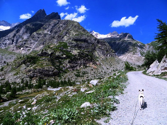 Foto: Andreas Koller / Wandertour / Im Val Ferret zum Rifugio Elena (2061m) / 17.05.2019 02:30:45