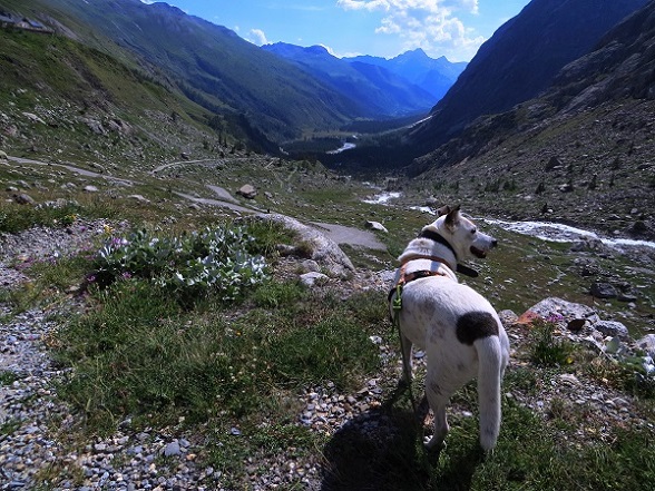 Foto: Andreas Koller / Wandertour / Im Val Ferret zum Rifugio Elena (2061m) / 17.05.2019 02:28:39