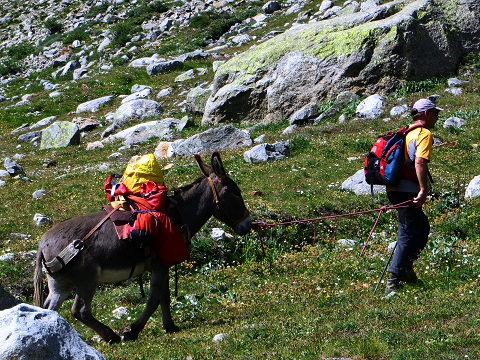 Foto: Andreas Koller / Wandertour / Im Val Ferret zum Rifugio Elena (2061m) / 17.05.2019 02:28:16