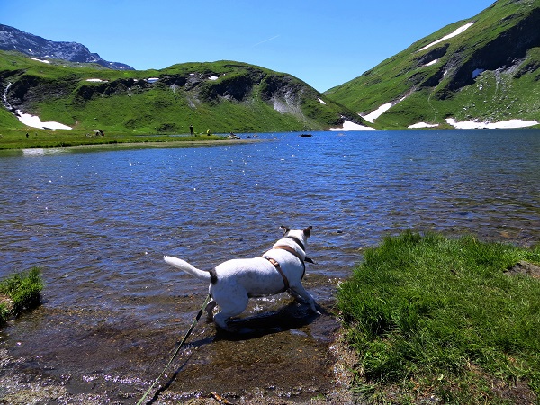Foto: Andreas Koller / Wandertour / Familienwandergebiet Lago Verney (2294m) / Ein Bad im Lago Verney / 28.06.2019 01:54:13