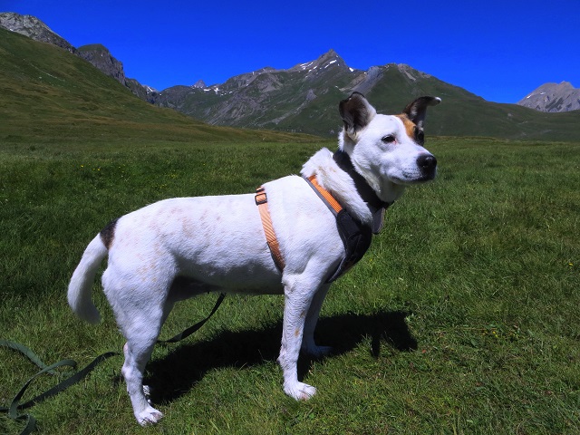 Foto: Andreas Koller / Wandertour / Familienwandergebiet Lago Verney (2294m) / 28.06.2019 01:53:22