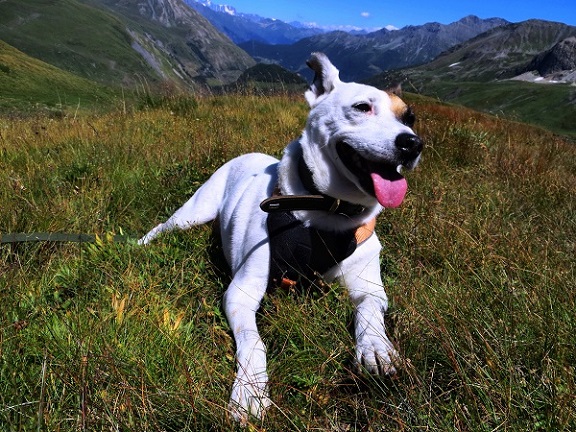 Foto: Andreas Koller / Wandertour / Familienwandergebiet Lago Verney (2294m) / 28.06.2019 01:50:43