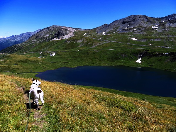 Foto: Andreas Koller / Wandertour / Familienwandergebiet Lago Verney (2294m) / 28.06.2019 01:50:03