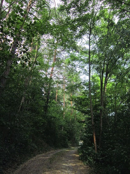 Foto: Andreas Koller / Klettersteigtour / OeAV Südburgenland Klettersteig Markt Neuhodis (395m) / 28.06.2019 02:29:08