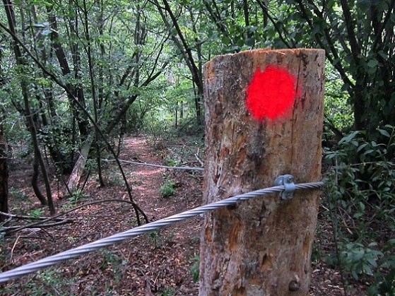 Foto: Andreas Koller / Klettersteigtour / OeAV Südburgenland Klettersteig Markt Neuhodis (395m) / Abstieg / 28.06.2019 02:26:14