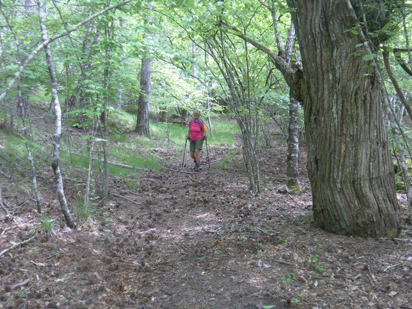 Foto: Wolfgang Lauschensky / Wandertour / Monte Roccabruna und Monte Gifarco / Waldmulde / 09.07.2019 17:17:39