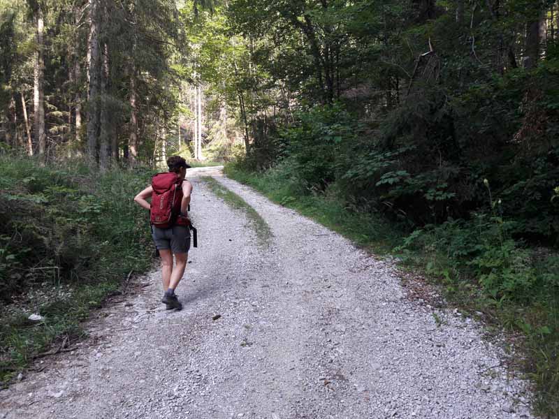 Foto: Rupert Gredler / Wandertour / Der Pitrach, eine stille Rundtour / Im Wald bergauf / 28.07.2019 12:08:07
