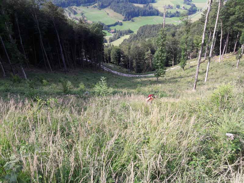 Foto: Rupert Gredler / Wandertour / Der Pitrach, eine stille Rundtour / Der Gipfelhang von oben / 28.07.2019 12:11:05