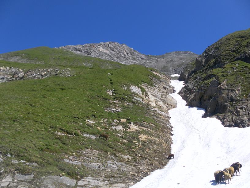 Foto: Wolfgang Lauschensky / Wandertour / Wurmaulspitze 3022m / Lawinenrinne von der Wurmaulspitze / 31.07.2019 00:43:30