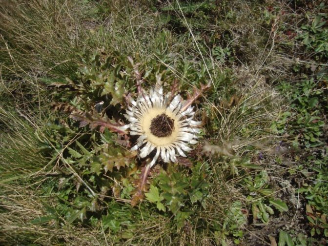 Foto: Wolfgang Dröthandl / Wandertour / Kleiner und Großer Königskogel / Silberdistel / 25.09.2019 12:22:10