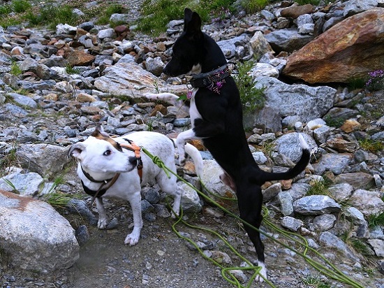 Foto: Andreas Koller / Wandertour / Wanderung zum Lago del Miage (2020m) / Ein feuriger Italian Lover / 14.01.2020 01:03:30