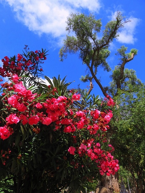 Foto: Andreas Koller / Wandertour / Bummeln in Copiapo (391m) / Plaza de Armas / 21.01.2020 00:15:00