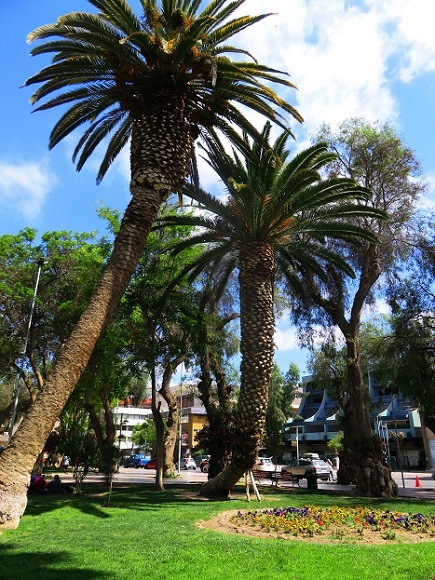 Foto: Andreas Koller / Wandertour / Bummeln in Copiapo (391m) / 21.01.2020 00:14:45