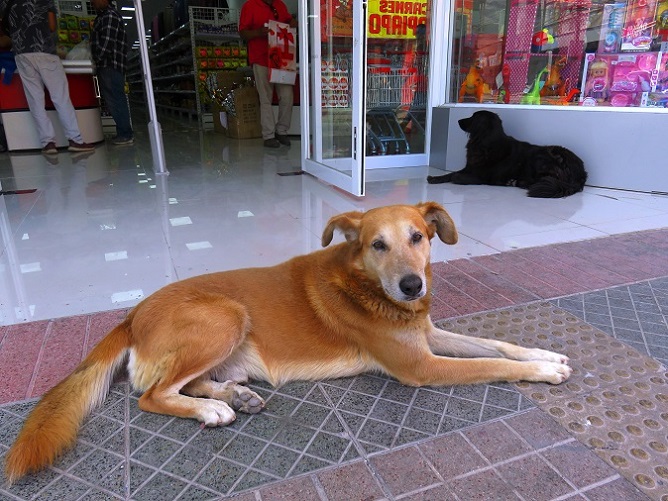 Foto: Andreas Koller / Wandertour / Bummeln in Copiapo (391m) / Die sind in Chile immer friedlich / 21.01.2020 00:14:22