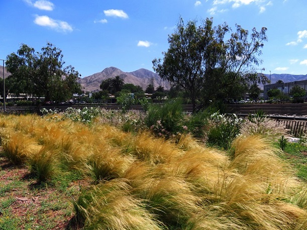 Foto: Andreas Koller / Wandertour / Bummeln in Copiapo (391m) / 21.01.2020 00:12:52
